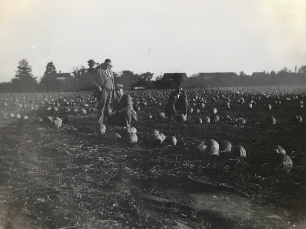 Pumpkin Patch 1920s