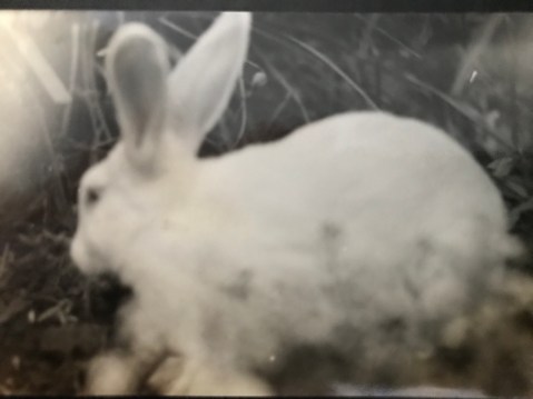 vintage pet rabbit