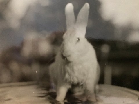 vintage pet rabbit