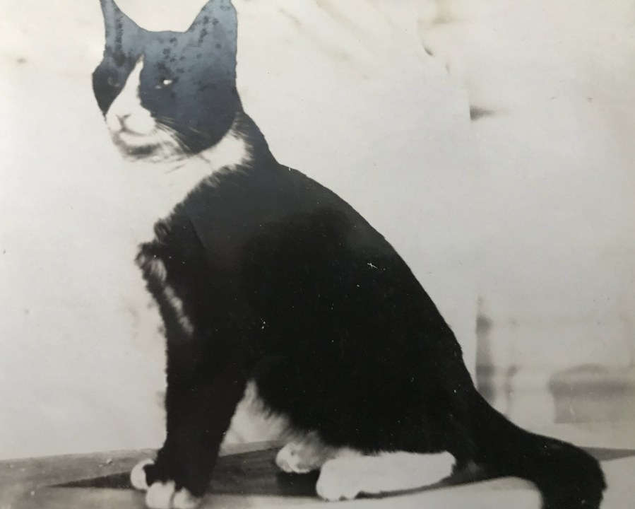 vintage cat portrait