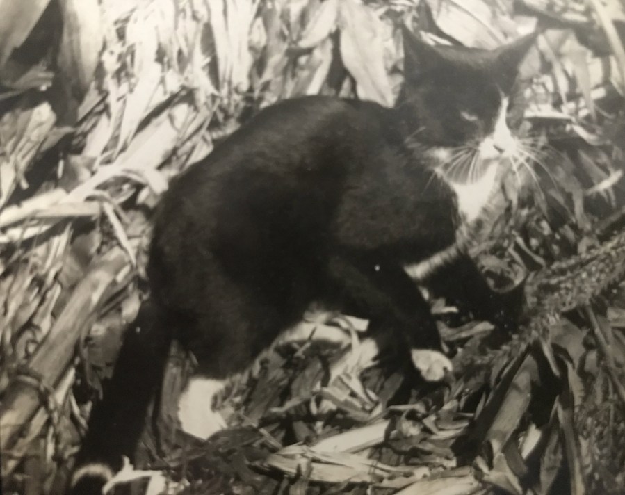 Cat in corn stalks and leaves