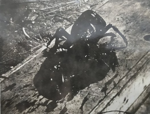 vintage spider photo