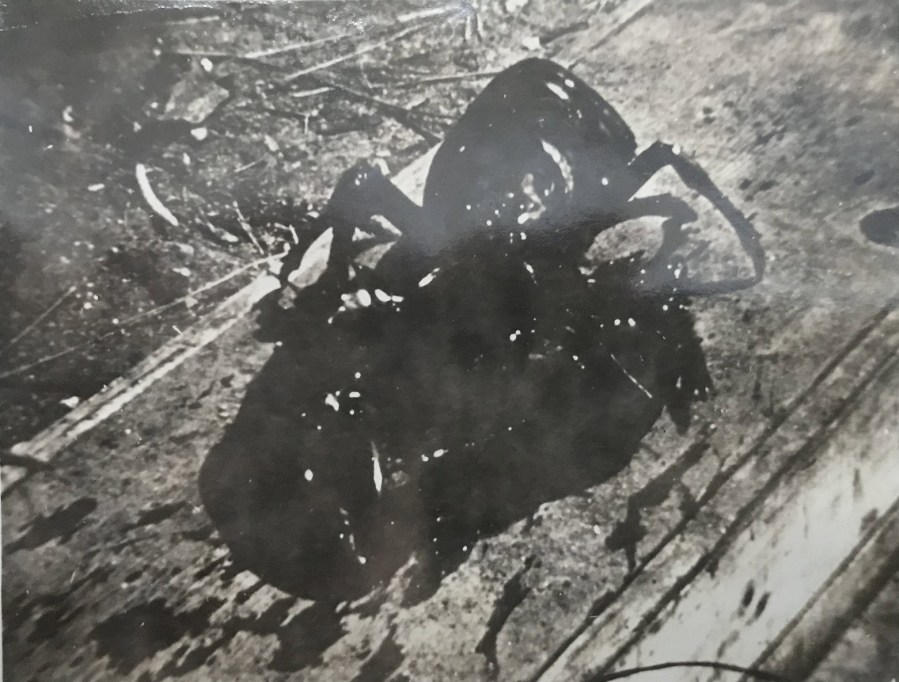 vintage spider photo