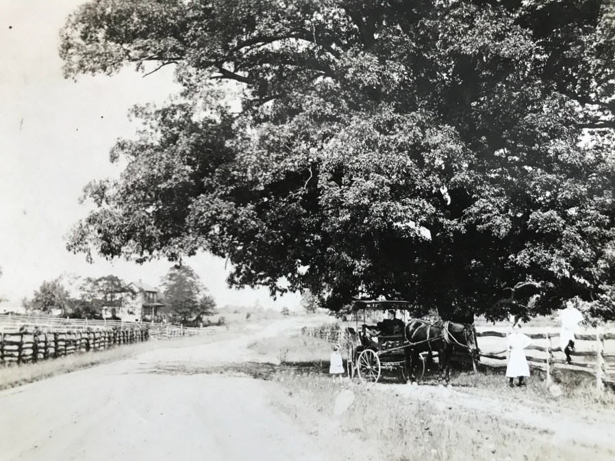 Horse and Buggy Hunting Hill Rockville