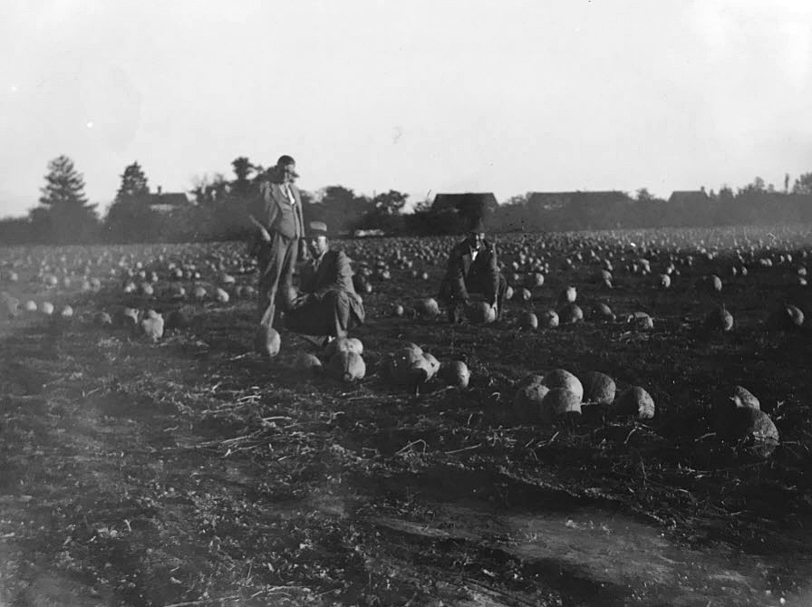 Thomas Kelley's Pumpkin Patch