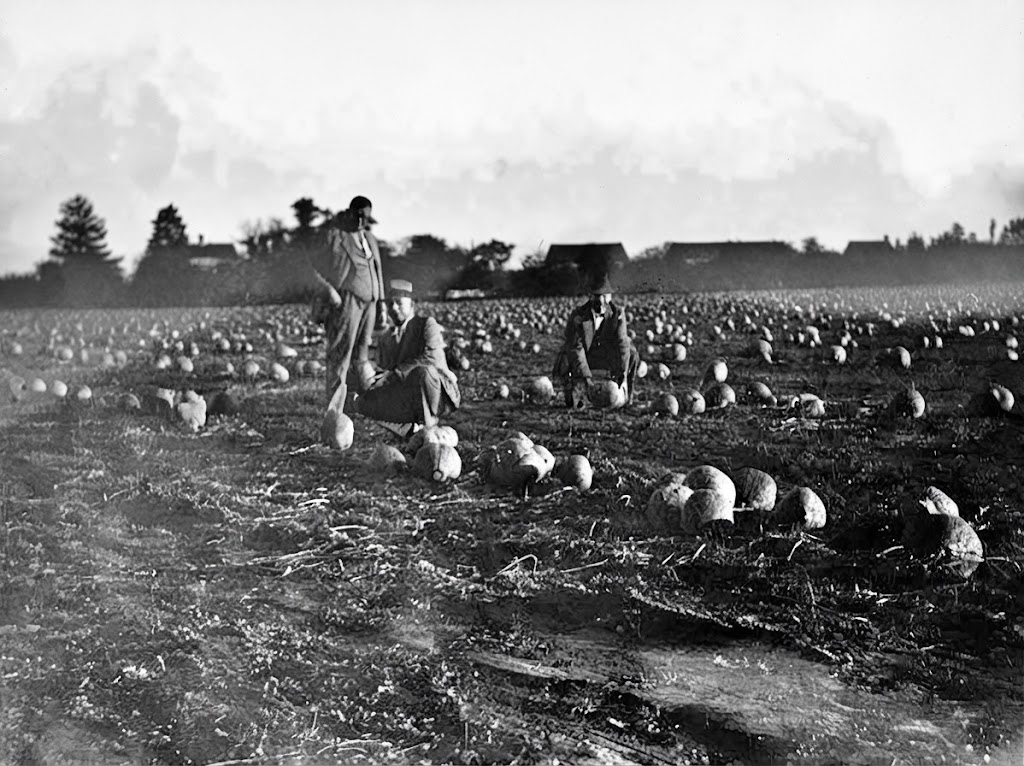 Thomas Kelley’s Pumpkin Patch, Darnestown